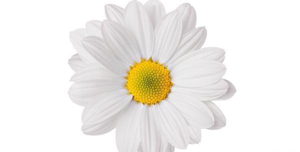 عکس کیوت گل بابونه