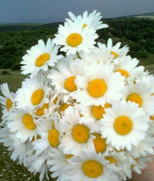 عکس کیوت گل بابونه