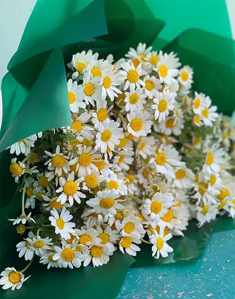 عکس کیوت گل بابونه
