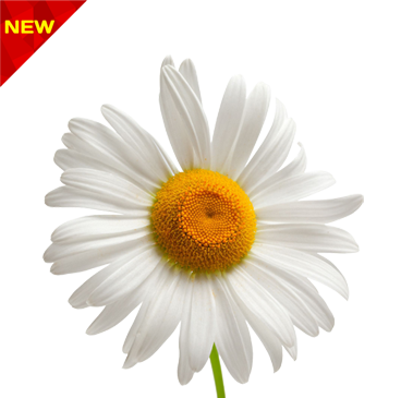 عکس کیوت گل بابونه