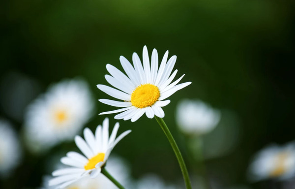 عکس کیوت گل بابونه