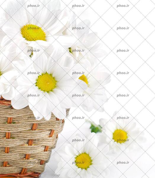 عکس کیوت گل بابونه