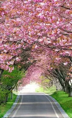 عکس کیوت لند ویسگون
