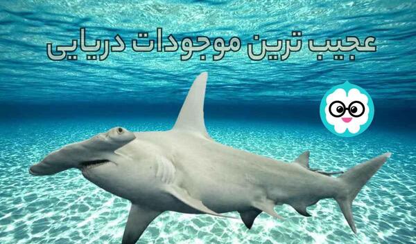 عکس ماهی های کیوت