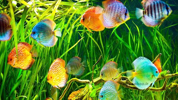 عکس ماهی های کیوت