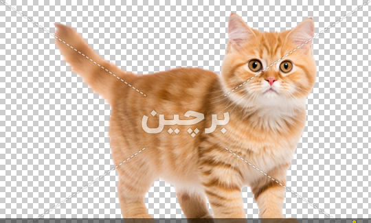عکس کیوت گربه نارنجی