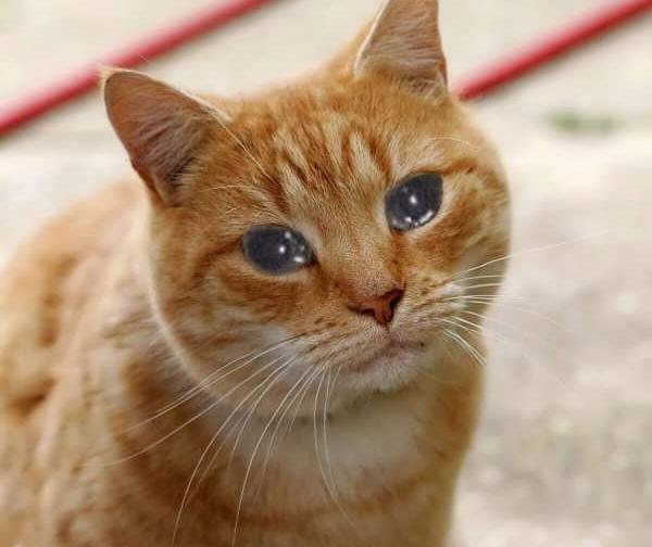 عکس کیوت گربه نارنجی