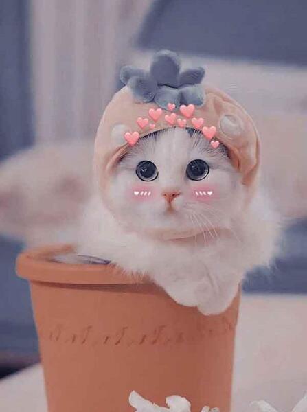 عکس های کیوت و بامزه برای پس زمینه