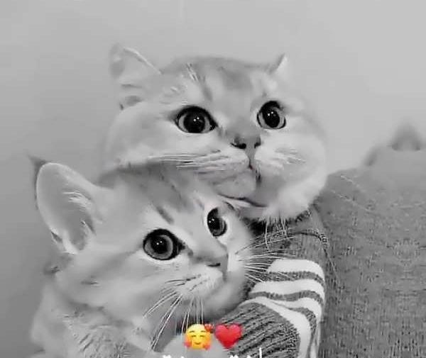 یه عکس کیوت