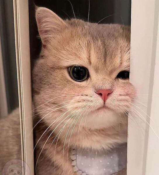 عکس گربه ی کیوت برای تصویر زمینه