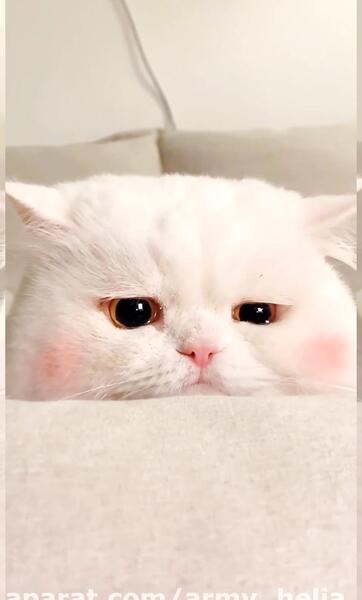 عکس گربه کیوت ناراحت