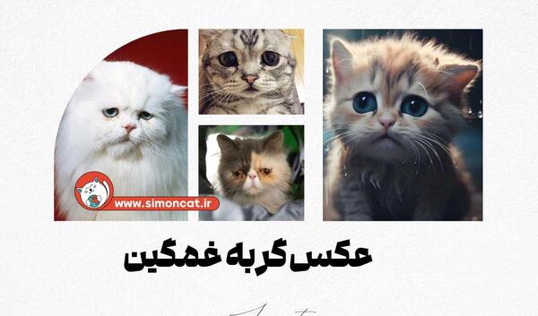 عکس گربه کیوت ناراحت