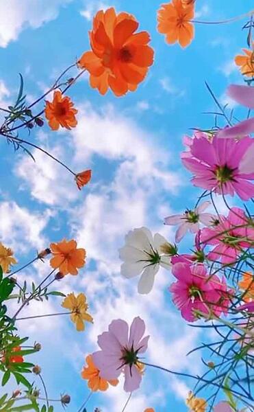 عکس گل های کیوت