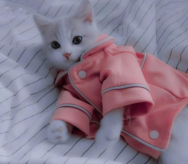 عکس کیوت گربه صورتی