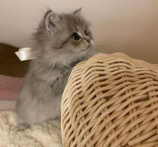 عکس گربه کیوت غمگین