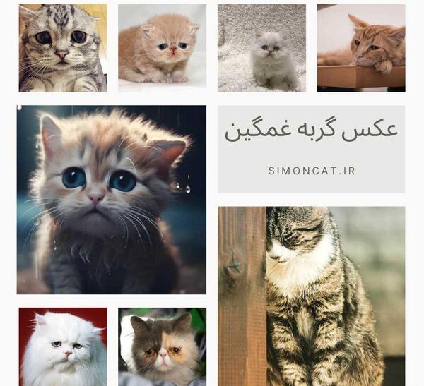عکس گربه کیوت غمگین