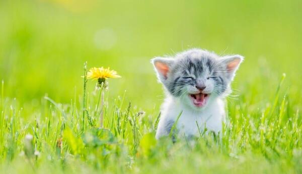 عکس پروفایل حیوان کیوت