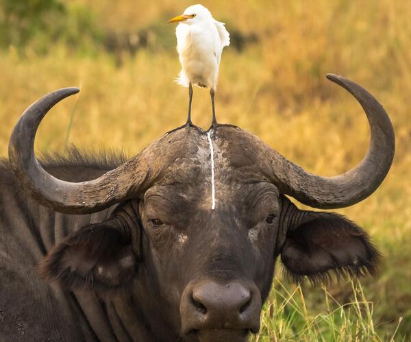 عکس یک حیوان کیوت