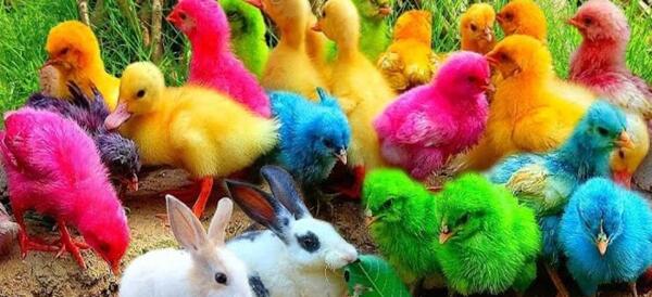 عکس کیوت از جوجه