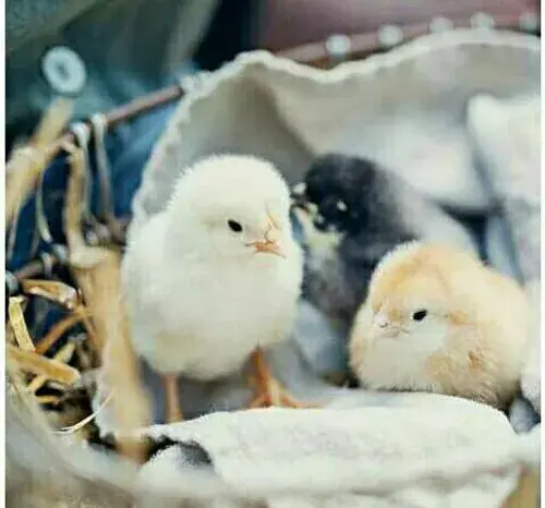 عکس کیوت از جوجه