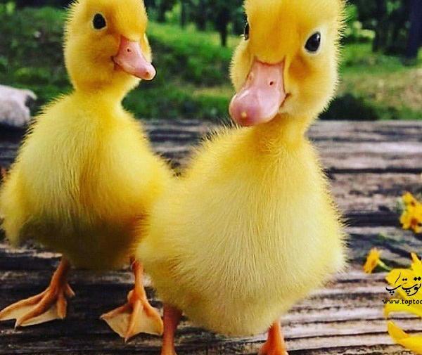 عکس کیوت از جوجه