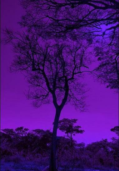 عکس پروف ست دخترونه رفیق بنفش