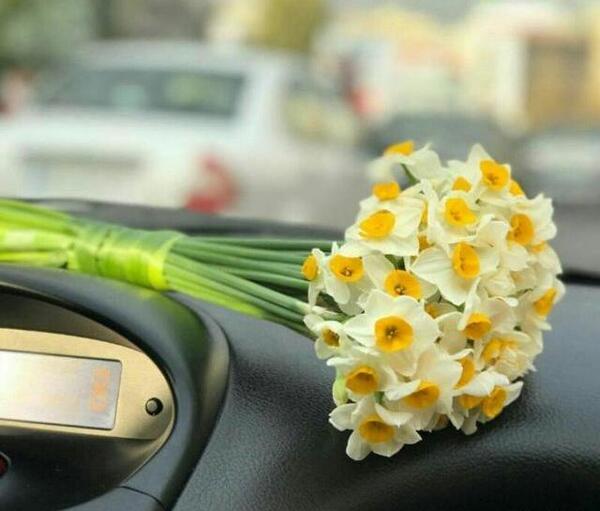 عکس پروف دخترونه گل نرگس