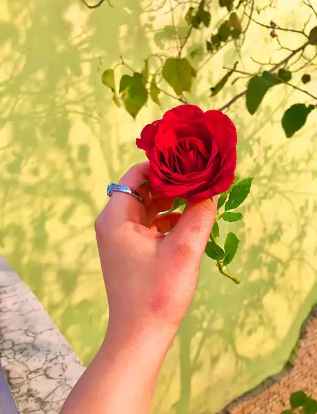 عکس پروف دخترونه گل به دست