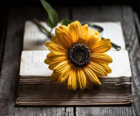 عکس پروف دخترونه گل آفتابگردان