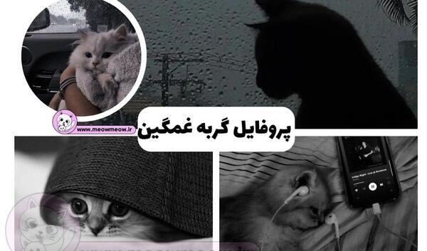 عکس پروف دخترونه گربه ای