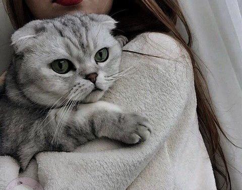 عکس پروف دخترونه با گربه