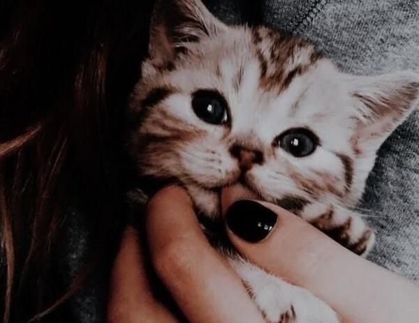 عکس پروف دخترونه با گربه