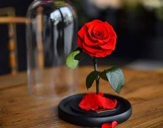 عکس یک گل زیبا برای پروفایل واتساپ