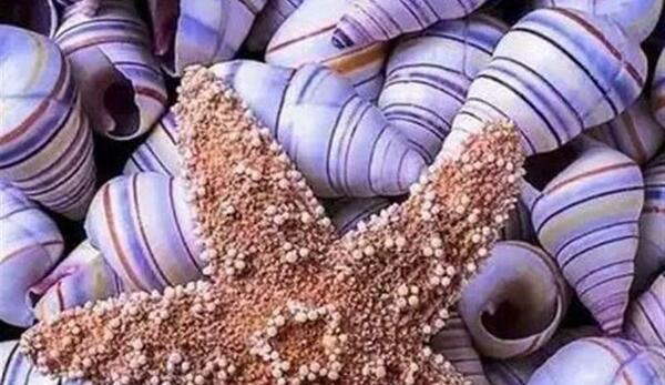 عکس صدف های دریای شمال