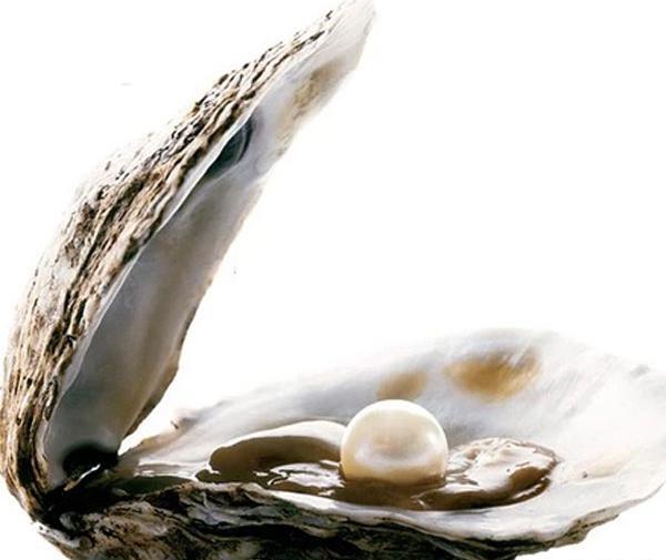 عکس مروارید در صدف واقعی