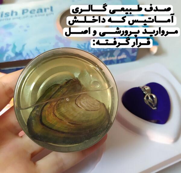 عکس مروارید در صدف واقعی