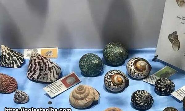عکس موزه صدف اصفهان