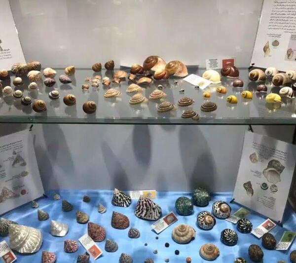 عکس موزه صدف اصفهان