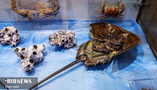 عکس موزه صدف اصفهان