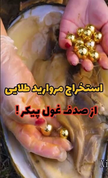 عکس صدف های مروارید دار