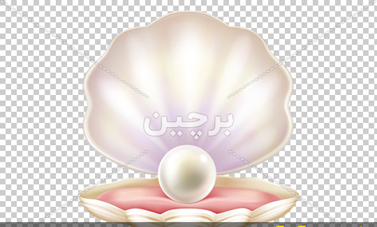 عکس صدف مروارید واقعی