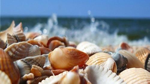 عکس صدف های مرواریدی