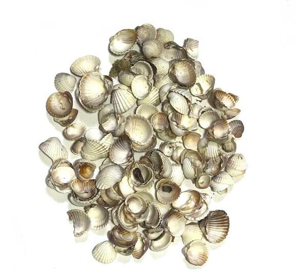 عکس صدف گوشت ماهی