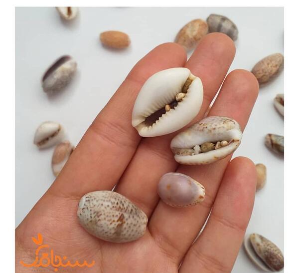 عکس صدف گوشت ماهی