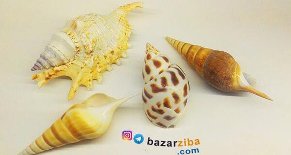 عکس صدف گوشت ماهی