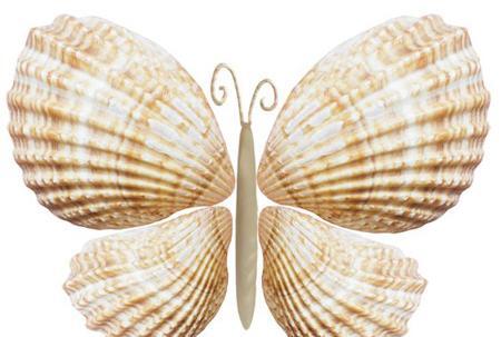 عکس صدف برای کاردستی