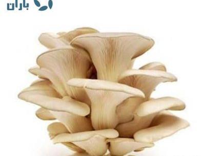 عکس قارچ شاه صدف