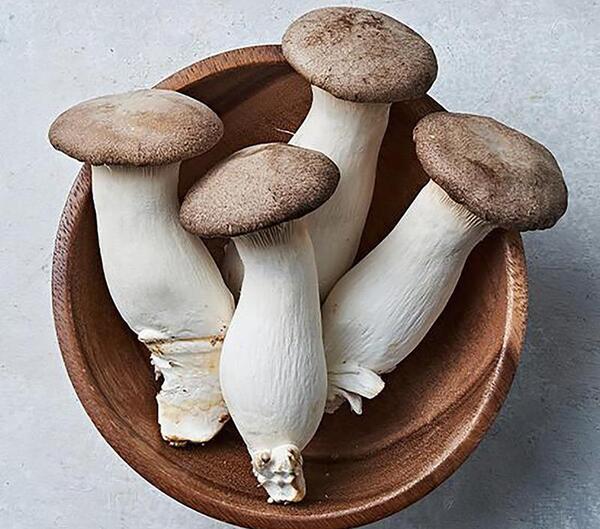 عکس قارچ شاه صدف