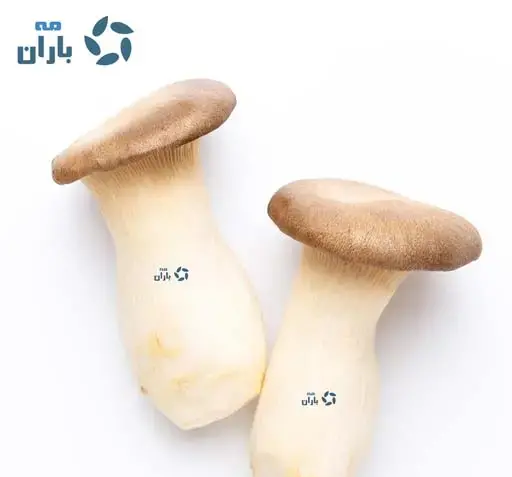 عکس قارچ شاه صدف