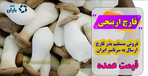 عکس قارچ شاه صدف